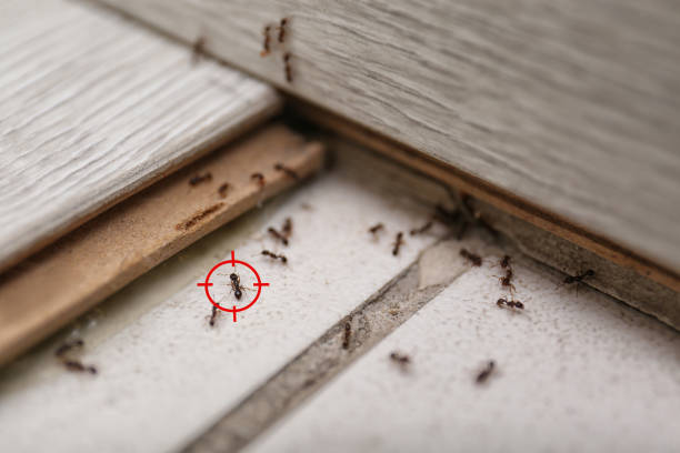 Piedmont, CA Pest Control Company